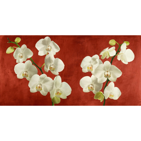 Orchids on Red Background