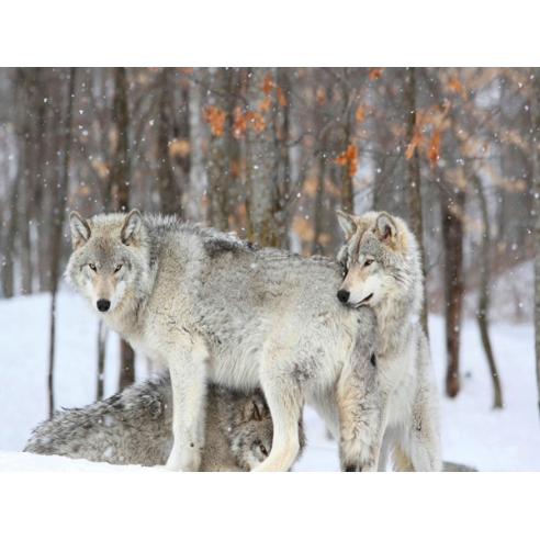 Grey wolves huddle together during a snowstorm, Quebec