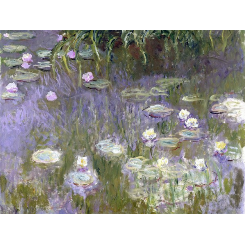 Water Lilies