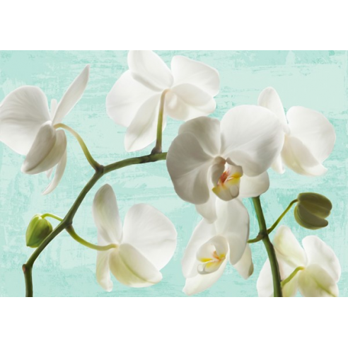 Celadon Orchids